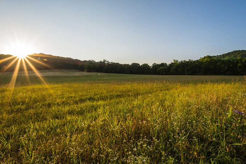 A field of grass at sunset